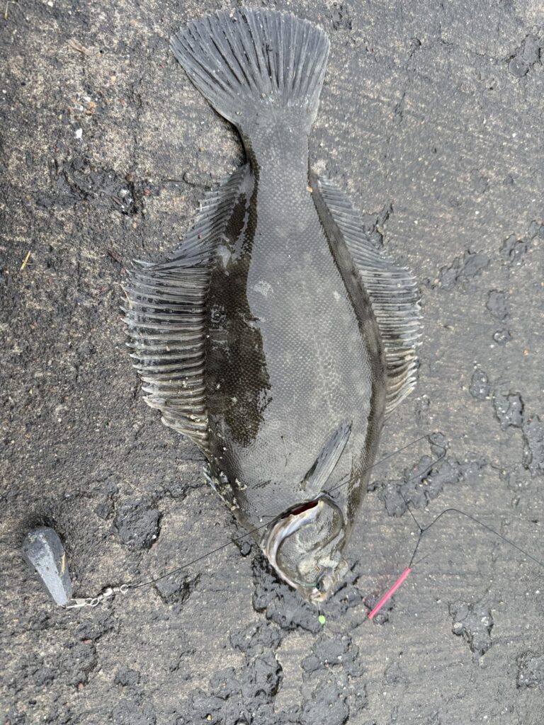 良型のクロガシラガレイ