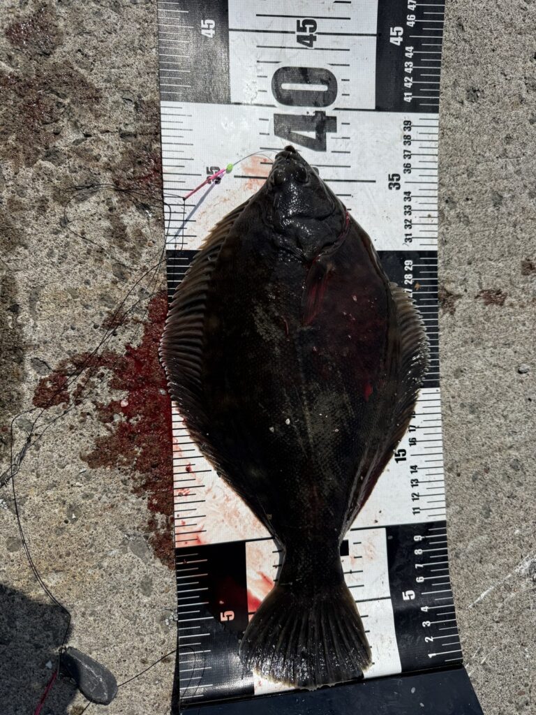 メジャーで40cm近いクロガシラガレイ