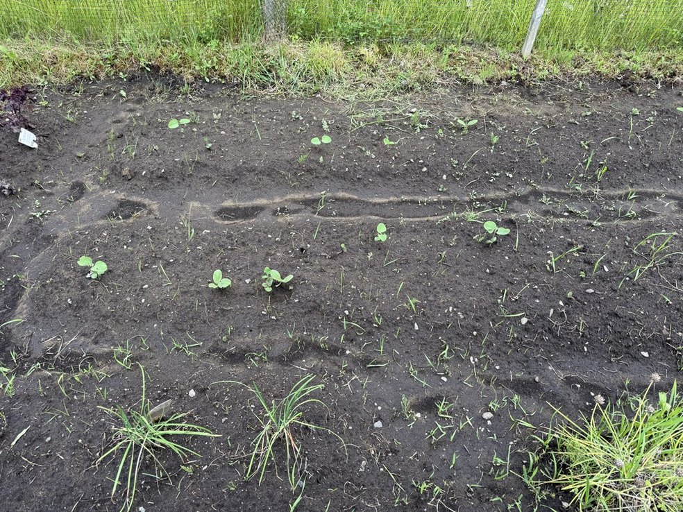 芽が出たばかりの畑の区画