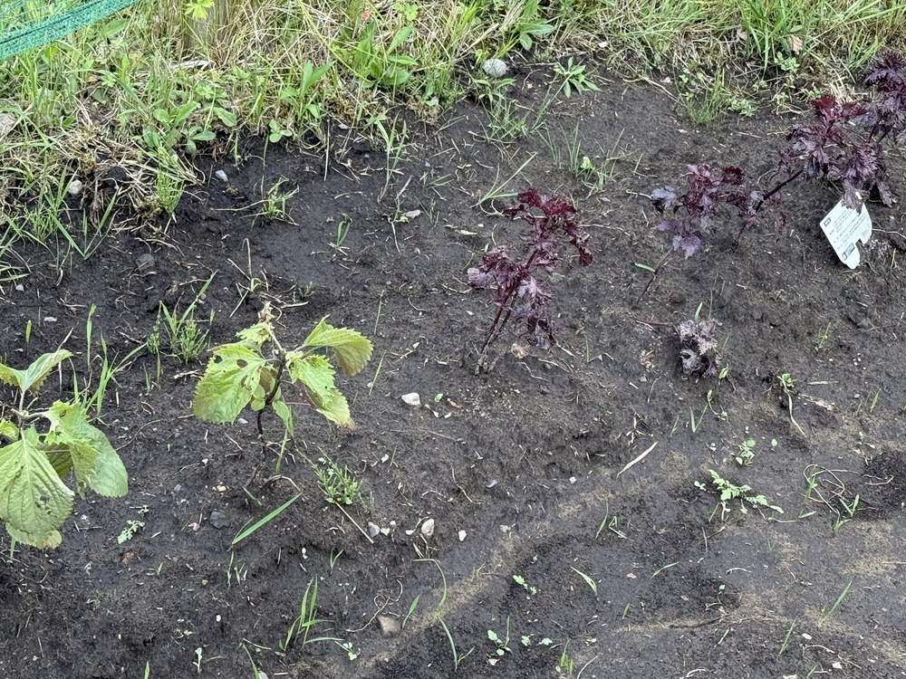 レタス以外の苗が植わっている畑の一角