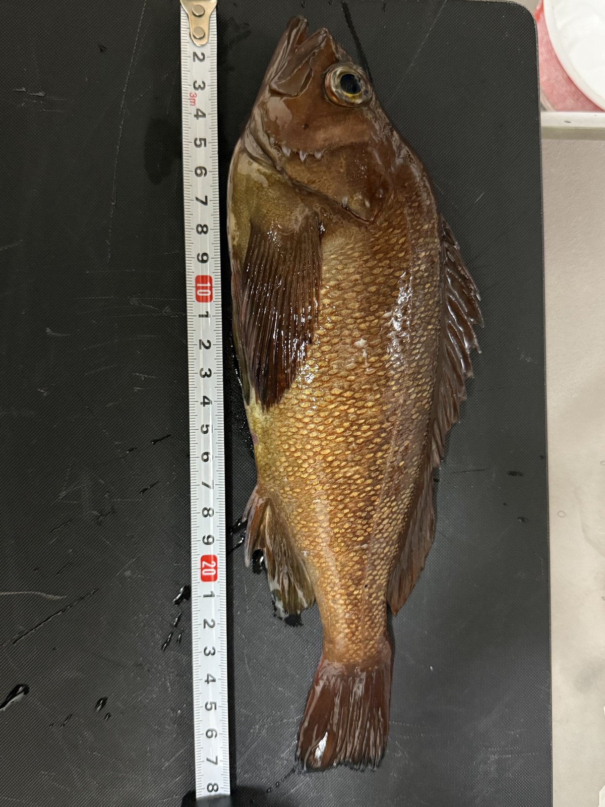 まな板の上でメジャーを当てて27cm。金茶色がきれいでした