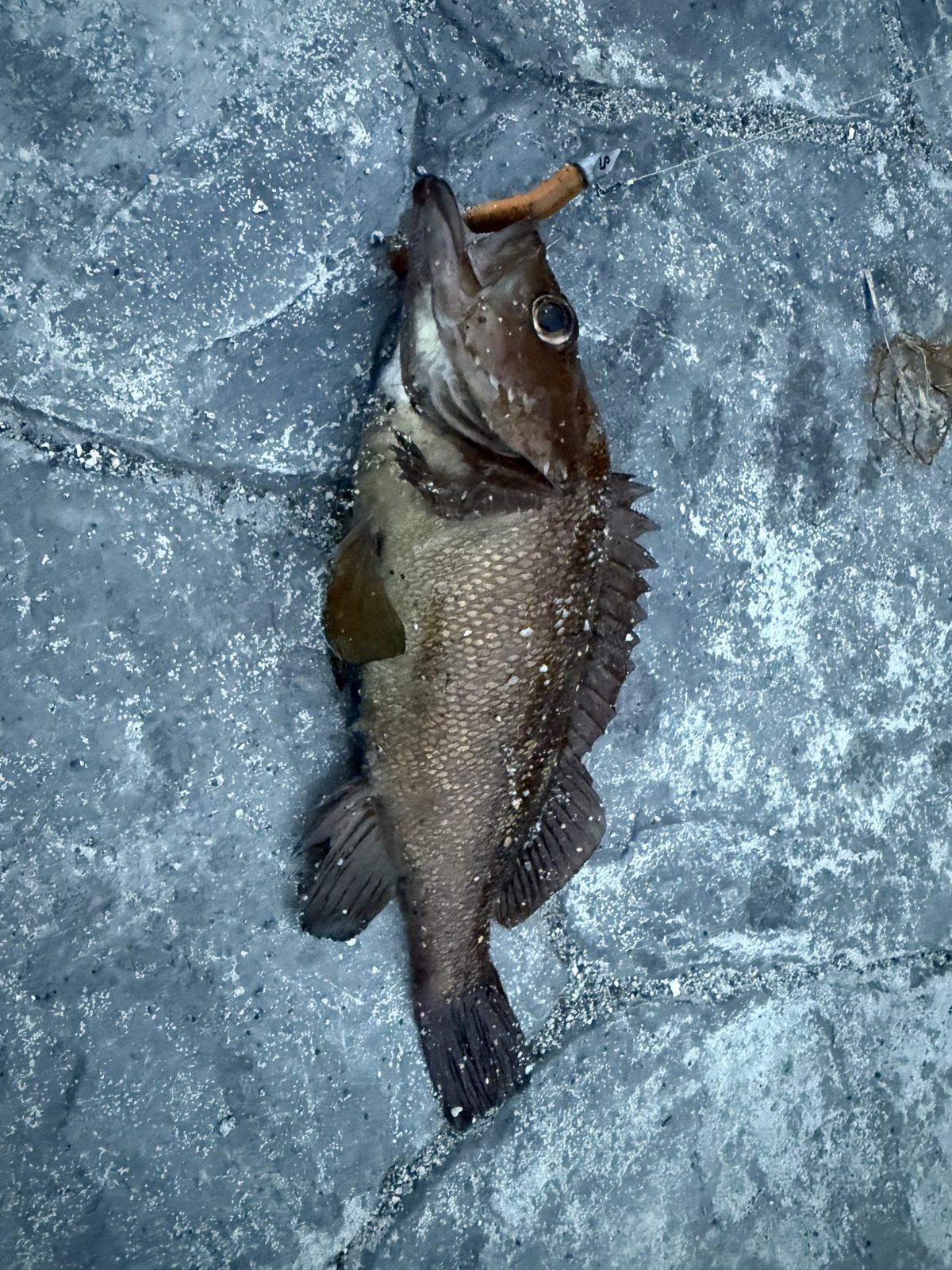 人生初の海ルアーで釣れたガヤ。口にオレンジのワームが掛かったまま