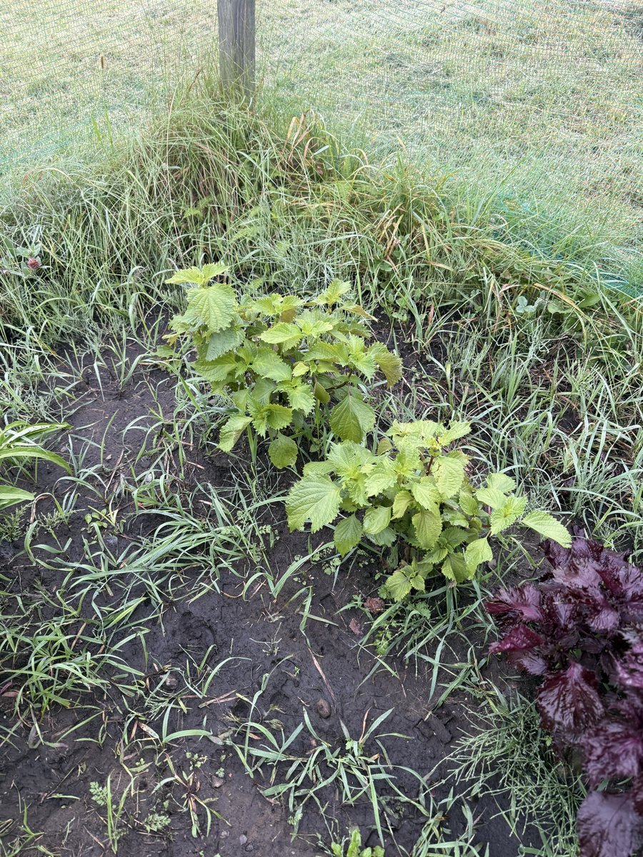 母の畑の青じそ(大葉)