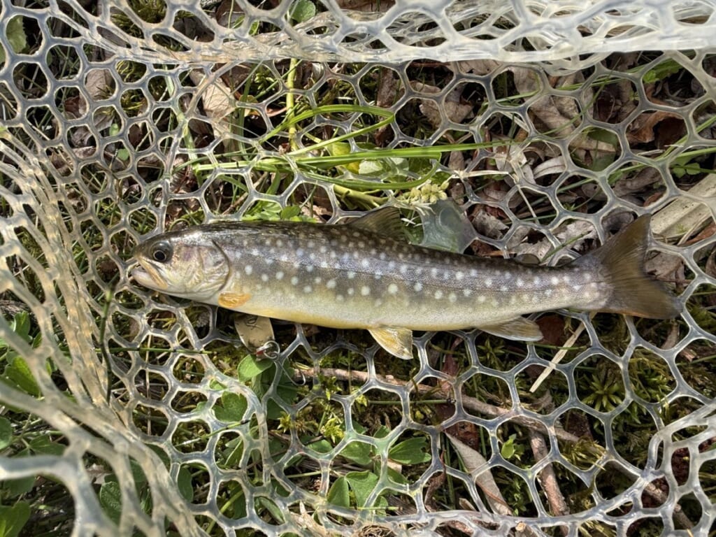 道東の渓流で釣れたイワナ