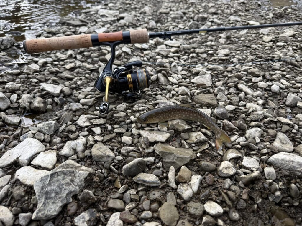 渓流で釣り上げたイワナ