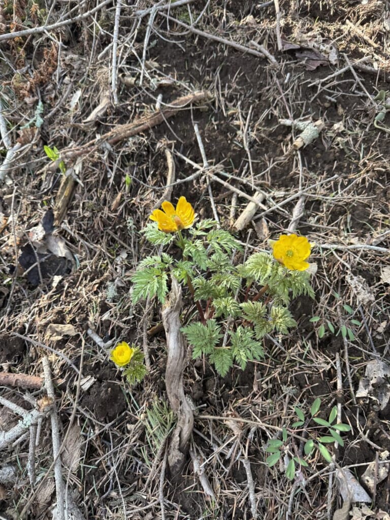 渓流沿いに咲く福寿草