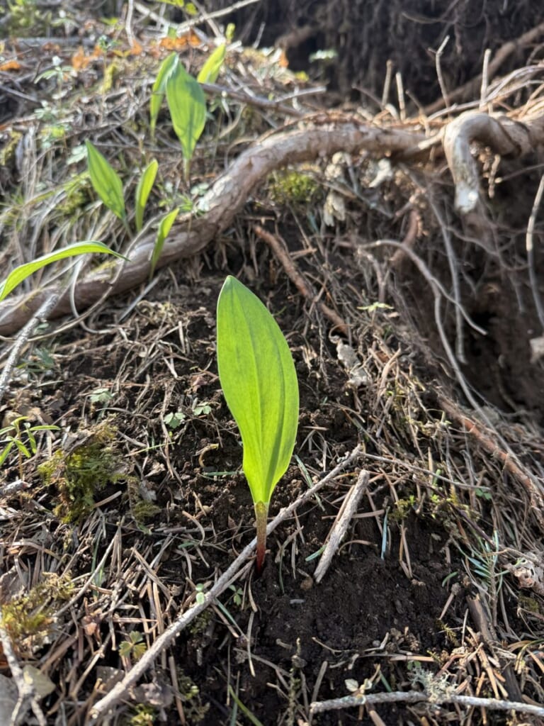 山で見つけた行者ニンニク