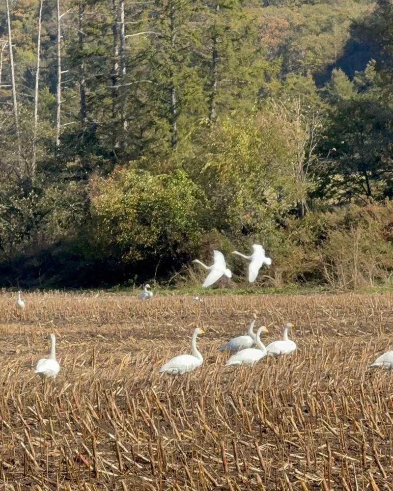 青空を飛んでいく白鳥の群れ
