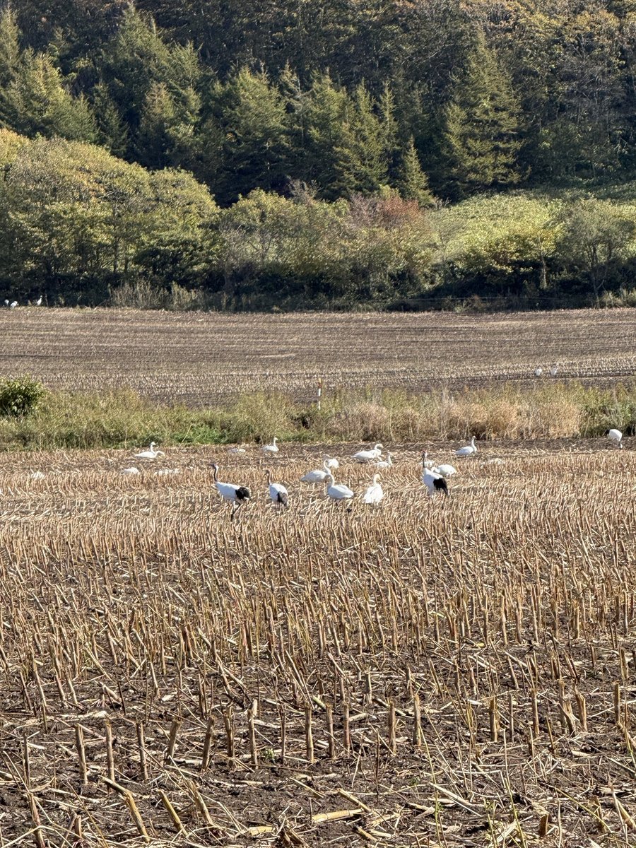 白鳥の群れに混ざるタンチョウ